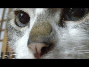 かご猫LIVE配信　210514