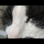 かご猫LIVE配信　朝まで　210521