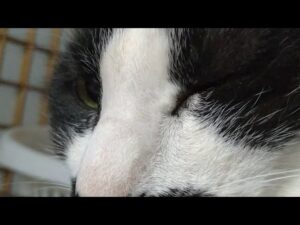 かご猫LIVE配信　朝まで　210521