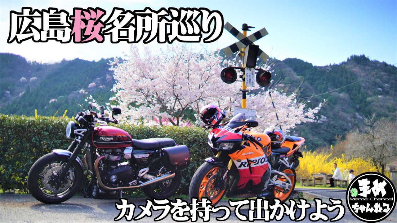 【モトブログ】桜を求めてバイク女子広島の名所巡ってきました。綺麗な桜を見つけることができました。SpeedTwin CBR600RR REPSOLで行くチビッ子女性ライダーカメラ女子
