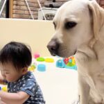 ピアノの先生を副業で始めたラブラドールレトリーバー