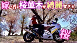 [モトブログ]嫁さんと行く桜並木のトンネルが綺麗すぎた！🌸愛知県鍋田ツーリング