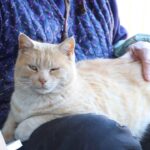 のらねこをなでなで 210530