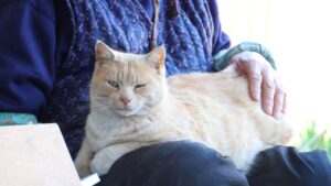 のらねこをなでなで 210530