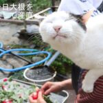 ちびと二十日大根を収穫して産直へ　210604