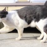 ころころちょび　210604