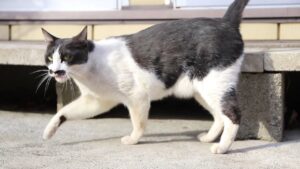 ころころちょび　210604