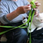 旧暦子供の日　菖蒲の兜　210614