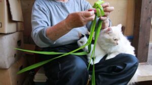 旧暦子供の日　菖蒲の兜　210614