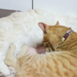 ちゃとらともふもふ　210616