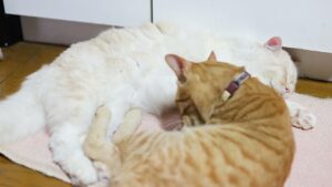 ちゃとらともふもふ　210616