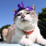 あやめをのせた猫たち　210619