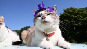 あやめをのせた猫たち　210619