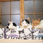 3つのFelixの箱の5匹の猫　210530