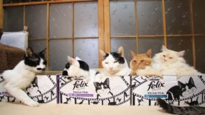 3つのFelixの箱の5匹の猫　210530