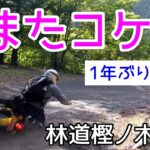 モトブログ＃67【クロスカブとモンキーで行く林道ツーリング】またコケました（1年ぶり2度目w）
