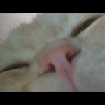 かご猫LIVE配信 210618