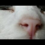 かご猫LIVE配信　210611