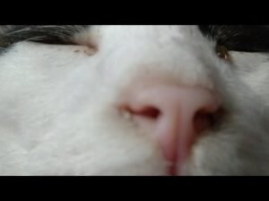 かご猫LIVE配信　210611