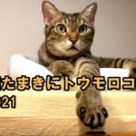 猫たまきにトウモロコシ2021