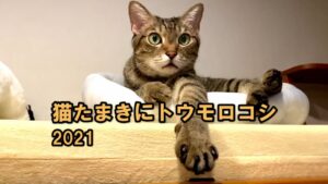 猫たまきにトウモロコシ2021