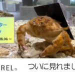 【ニフレル】キュレーターブログ2021年7月25日号用動画「ついに見れました！！」