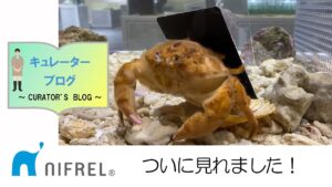 【ニフレル】キュレーターブログ2021年7月25日号用動画「ついに見れました！！」