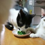 テーブルの上のほうれん草のおひたし 210703