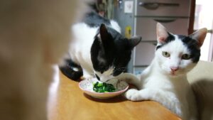 テーブルの上のほうれん草のおひたし 210703