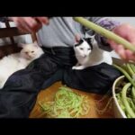 ちびと蕗の塩漬け作り 210707