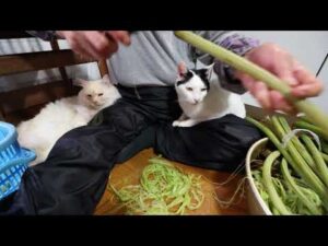 ちびと蕗の塩漬け作り 210707