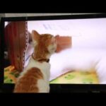 モニターに映る自分を見るちろ　210708