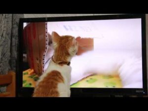 モニターに映る自分を見るちろ　210708