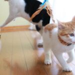 あそぶちろ　210711