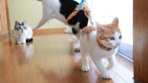 あそぶちろ　210711