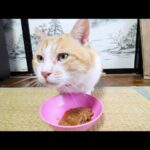 ねこたちのおしょくじ　210717