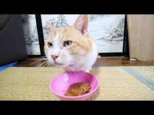 ねこたちのおしょくじ　210717