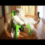 椅子にお座りもふもふ　210718