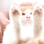 カメラ目線なちろ　210719