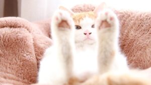 カメラ目線なちろ　210719