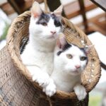 つりかごちびず　210719