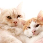 もふもふとちろ　210721