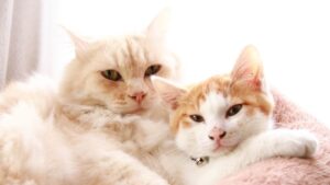 もふもふとちろ　210721