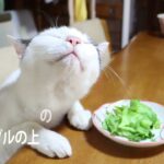 テーブルの上のレタスサラダ　210722