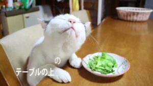 テーブルの上のレタスサラダ　210722