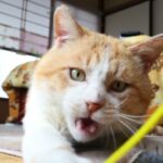 猫じゃらしで遊ぶうずまき 210723