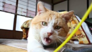 猫じゃらしで遊ぶうずまき　210723