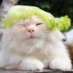 レタス帽子 210725