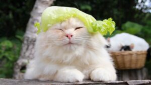 レタス帽子 210725