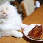 土用　丑の日　テーブルの上のうなぎの蒲焼と猫たち　210728